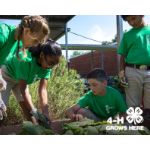 4-H